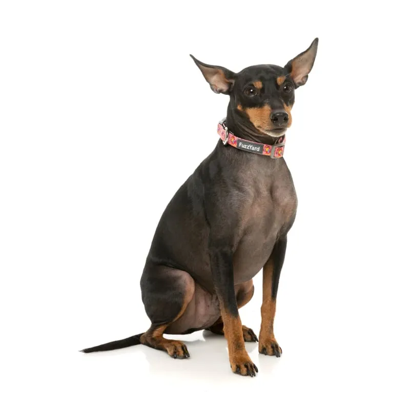 [15% OFF] Fuzzyard Two-Cans Dog Collar (3 Sizes)