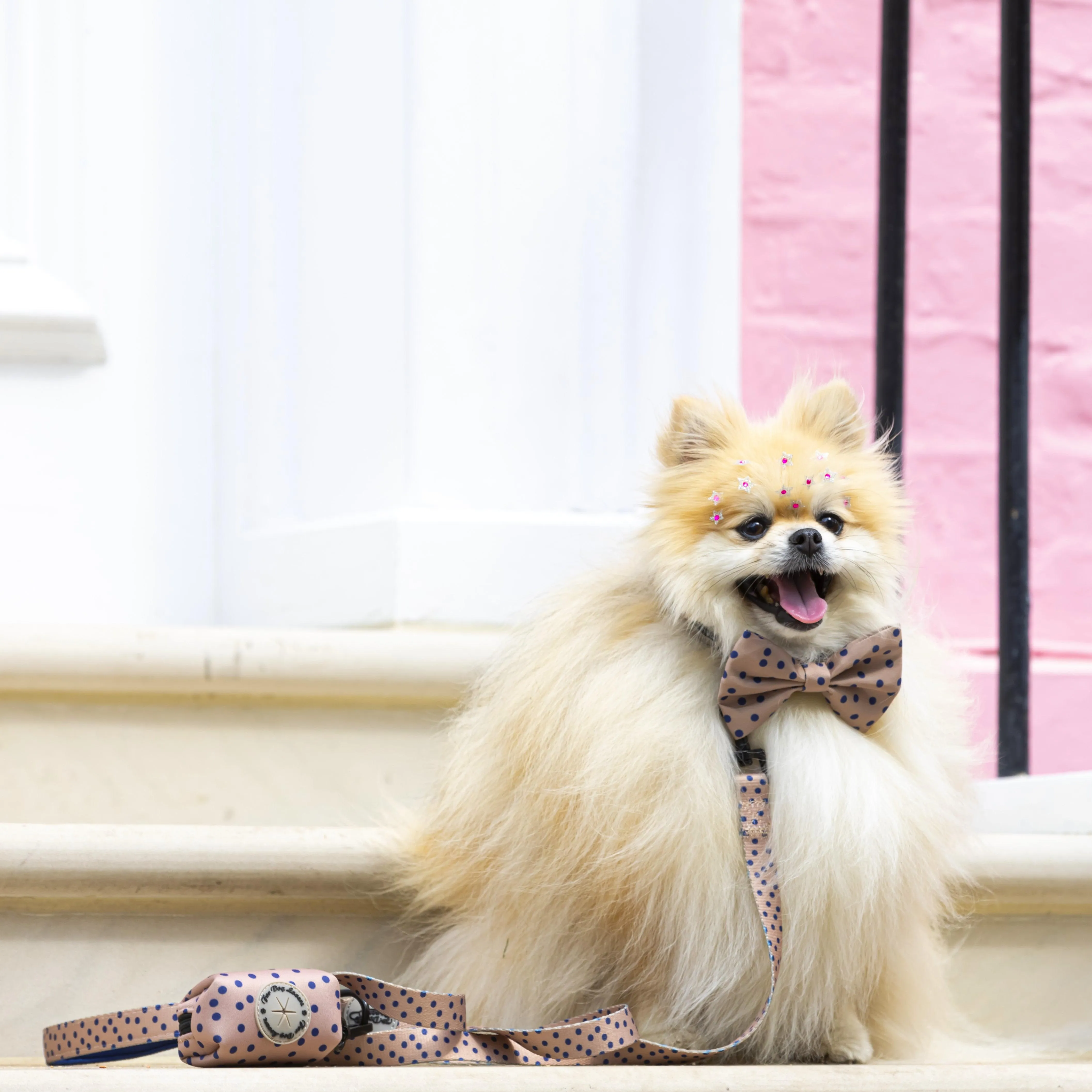 Dog Lead - Fashion Icon