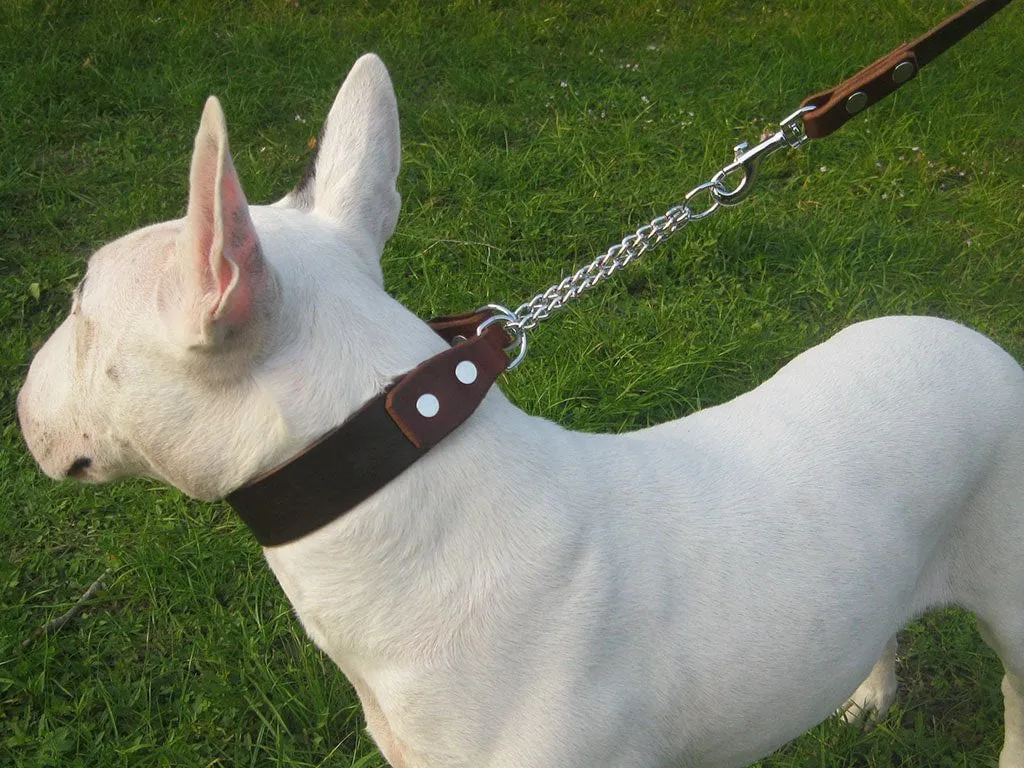 Fully Customizable Leather Martingale Dog Collar